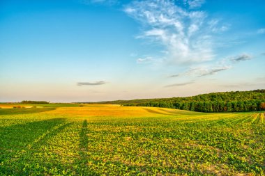 İlkbaharda kırsal bir alanda yetişen ekinler, gün batımı manzarası