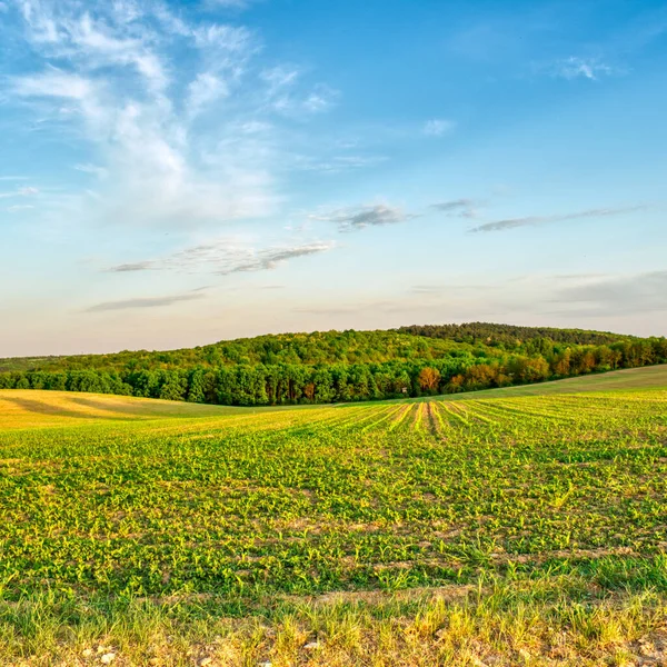 Cultivos Que Crecen Campo Rural Primavera Paisaje Atardecer — Foto de Stock