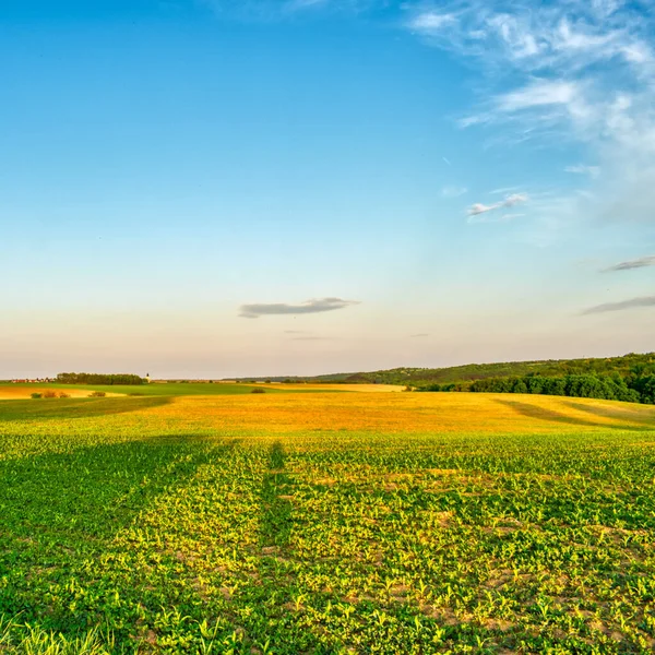 İlkbaharda kırsal bir alanda yetişen ekinler, gün batımı manzarası