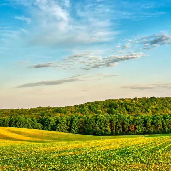 İlkbaharda kırsal bir alanda yetişen ekinler, gün batımı manzarası