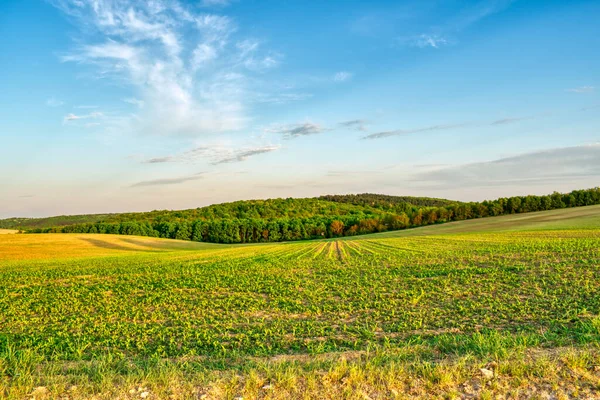 İlkbaharda kırsal bir alanda yetişen ekinler, gün batımı manzarası