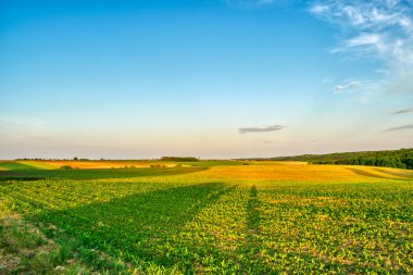 İlkbaharda kırsal bir alanda yetişen ekinler, gün batımı manzarası