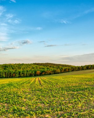 İlkbaharda kırsal bir alanda yetişen ekinler, gün batımı manzarası