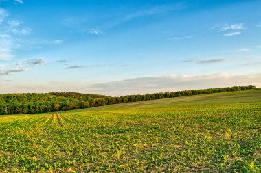 İlkbaharda kırsal bir alanda yetişen ekinler, gün batımı manzarası