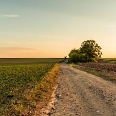 İlkbaharda kırsal alanda toprak yol ve tarlalar, gün batımı manzarası