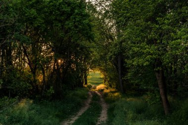 Kırsal kesimdeki ağaçların arasından tarlalara uzanan kirli bir yol, gün batımı manzarası.