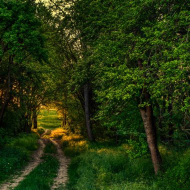 Kırsal kesimdeki ağaçların arasından tarlalara uzanan kirli bir yol, gün batımı manzarası.