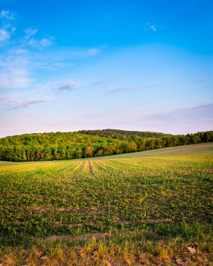 İlkbaharda kırsal bir alanda yetişen ekinler, gün batımı manzarası