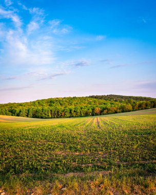 İlkbaharda kırsal bir alanda yetişen ekinler, gün batımı manzarası