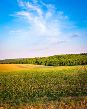 İlkbaharda kırsal bir alanda yetişen ekinler, gün batımı manzarası