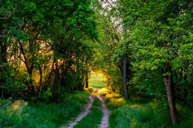 Kırsal kesimdeki ağaçların arasından tarlalara uzanan kirli bir yol, gün batımı manzarası.