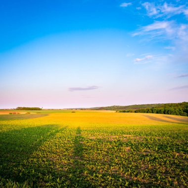İlkbaharda kırsal bir alanda yetişen ekinler, gün batımı manzarası