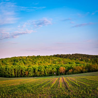 İlkbaharda kırsal bir alanda yetişen ekinler, gün batımı manzarası