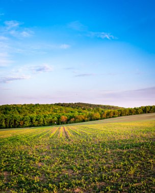 İlkbaharda kırsal bir alanda yetişen ekinler, gün batımı manzarası