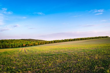 İlkbaharda kırsal bir alanda yetişen ekinler, gün batımı manzarası