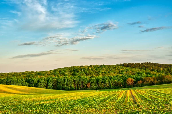 Getreide Das Frühling Auf Einem Feld Wächst Sonnenuntergangslandschaft — Stockfoto