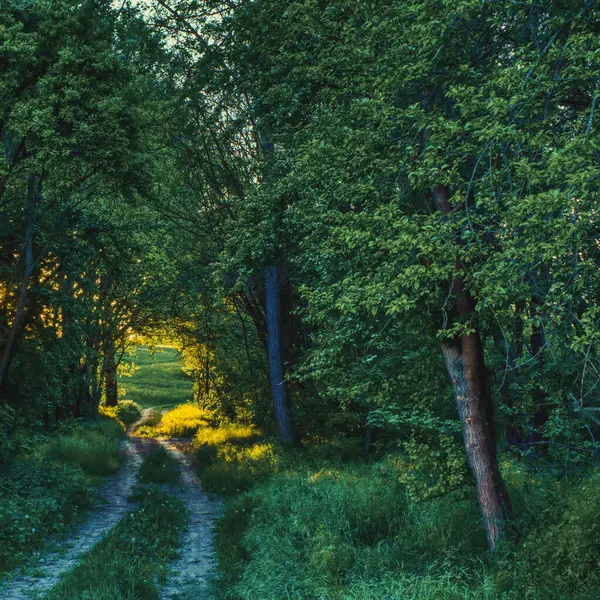 Kırsal kesimdeki ağaçların arasından tarlalara uzanan kirli bir yol, gün batımı manzarası.