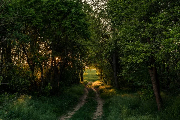 Kırsal kesimdeki ağaçların arasından tarlalara uzanan kirli bir yol, gün batımı manzarası.