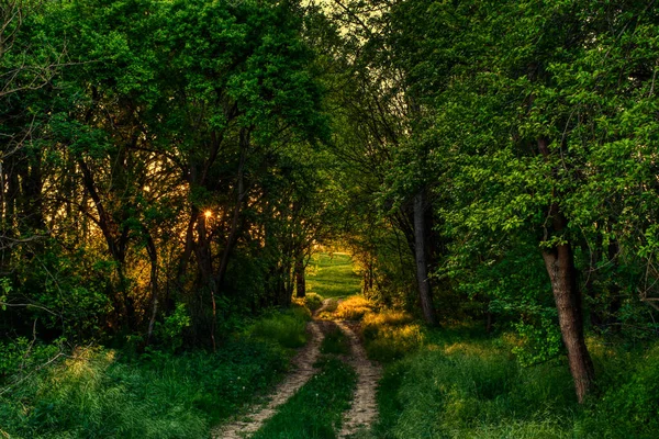 Kırsal kesimdeki ağaçların arasından tarlalara uzanan kirli bir yol, gün batımı manzarası.