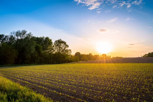 İlkbaharda kırsal bir alanda yetişen ekinler, gün batımı manzarası