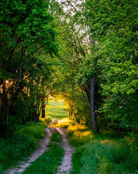 Kırsal kesimdeki ağaçların arasından tarlalara uzanan kirli bir yol, gün batımı manzarası.