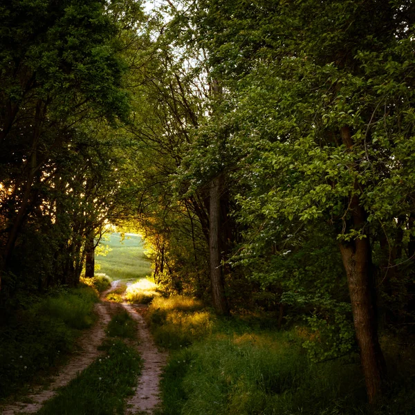 Kırsal kesimdeki ağaçların arasından tarlalara uzanan kirli bir yol, gün batımı manzarası.
