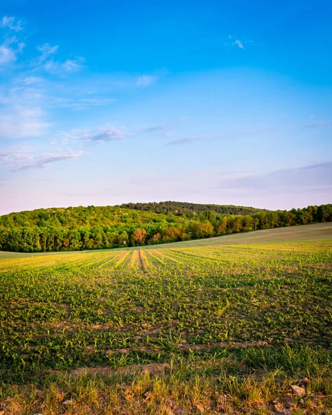 İlkbaharda kırsal bir alanda yetişen ekinler, gün batımı manzarası