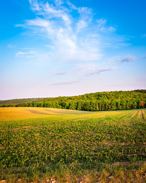 İlkbaharda kırsal bir alanda yetişen ekinler, gün batımı manzarası