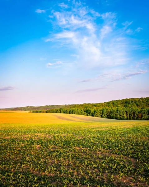 İlkbaharda kırsal bir alanda yetişen ekinler, gün batımı manzarası