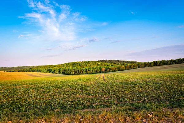 İlkbaharda kırsal bir alanda yetişen ekinler, gün batımı manzarası