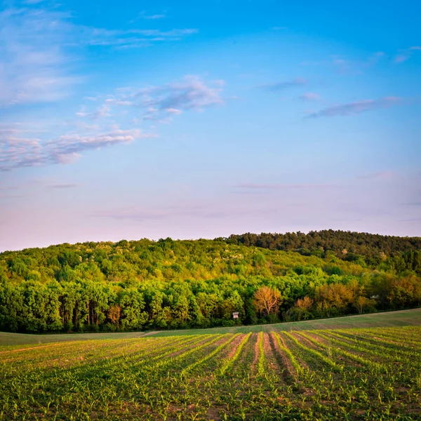 İlkbaharda kırsal bir alanda yetişen ekinler, gün batımı manzarası
