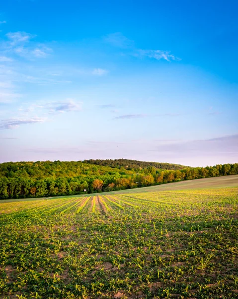 İlkbaharda kırsal bir alanda yetişen ekinler, gün batımı manzarası