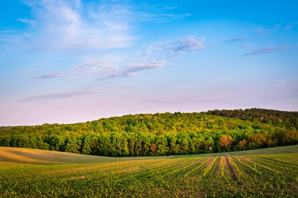 İlkbaharda kırsal bir alanda yetişen ekinler, gün batımı manzarası