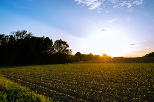 Getreide Das Frühling Auf Einem Feld Wächst Sonnenuntergangslandschaft Stockbild