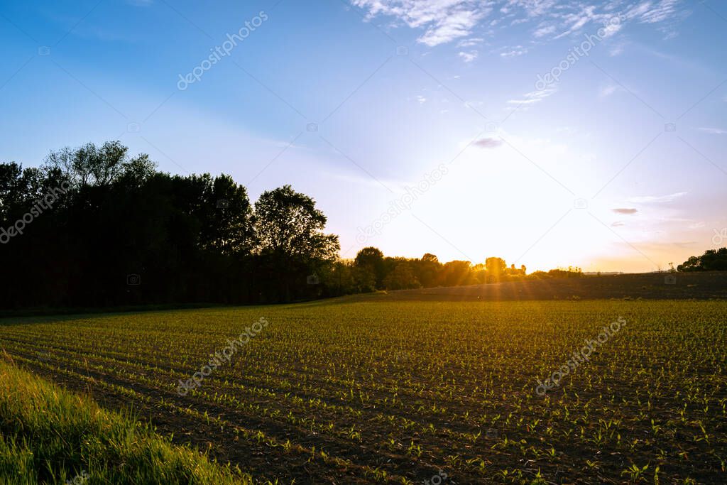 Crops growing on a countryside field in spring, sunset landscape