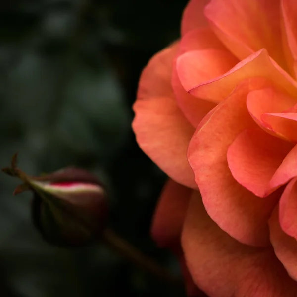 Orange Colored Rose Blooming Spring Moody Nature Wallpaper — Stock Photo, Image