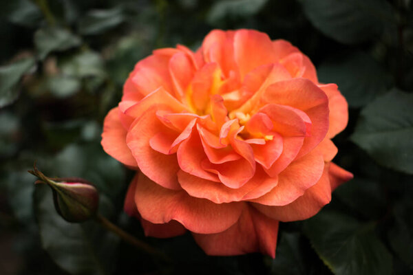 Orange colored rose blooming in spring, moody nature wallpaper