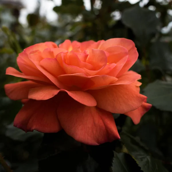 Rose Couleur Orange Fleurissant Printemps Papier Peint Nature Lunatique — Photo