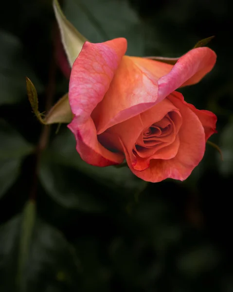 Orange Colored Rose Blooming Spring Moody Nature Wallpaper — Stock Photo, Image