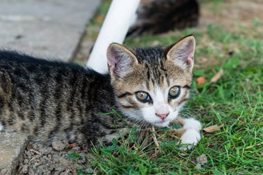 Adorable little kitten outdoors in the summer