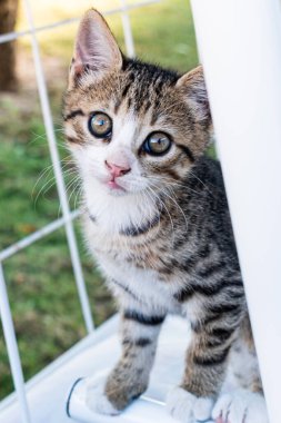 Adorable little kitten outdoors in the summer