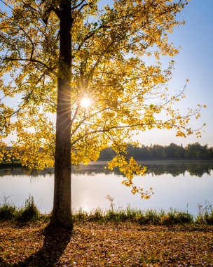 Pecs, Macaristan, Avrupa yakınlarındaki güzel bir gölün sularına yansıyan düşen ağaçların ideolojik manzarası