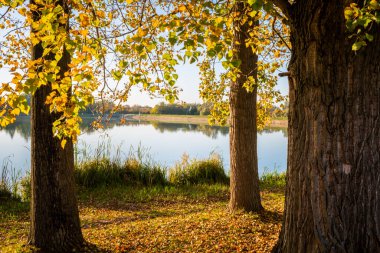 Pecs, Macaristan, Avrupa yakınlarındaki güzel bir gölün sularına yansıyan düşen ağaçların ideolojik manzarası