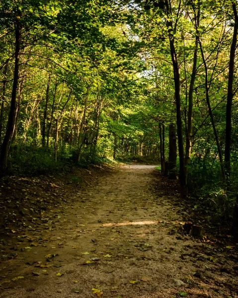 Floresta Verde Com Caminho Que Leva Frente — Fotografia de Stock