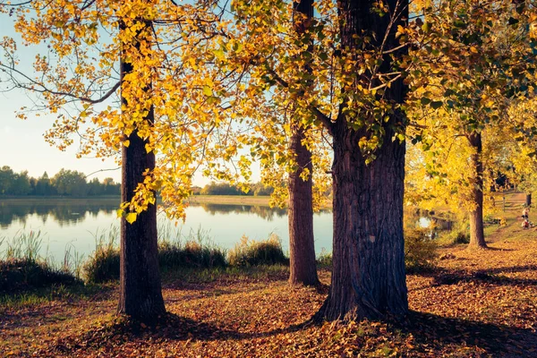 Ειδυλλιακή Άποψη Των Φθινοπωρινών Δέντρων Που Αντανακλώνται Στο Νερό Μιας — Φωτογραφία Αρχείου