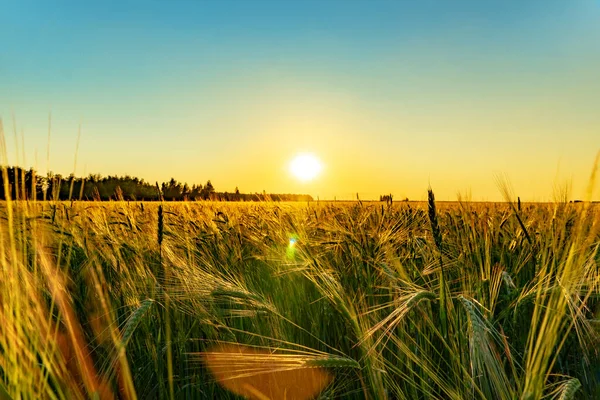 Vacker Soluppgång Fältet Sunset Ett Vetefält Naturen Agroindustrin Förberedelse För — Stockfoto