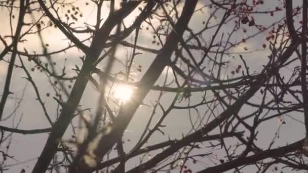 Belos Raios Sol Através Das Árvores Sem Folhagem Folhas Secas — Vídeo de Stock