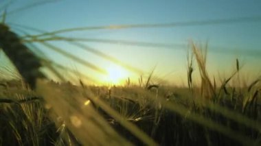 Tarlada güzel bir gün doğumu. Buğday tarlasında gün batımı. Doğa, tarım endüstrisi. Hasat için hazırlık yapıyorum. Yulaf. Arpa. Doğa. Çevre. Tarım endüstrisi.