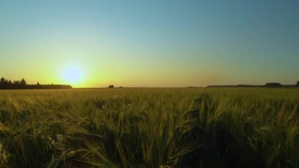 Zachód Słońca Polu Pszenicy Natura Przemysł Rolny Przygotowanie Zbiorów Piękny — Wideo stockowe