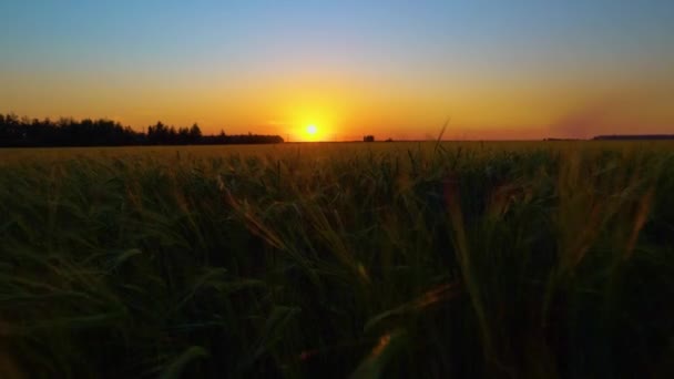 Solnedgång Ett Vetefält Naturen Agroindustrin Förberedelse För Skörd Vacker Soluppgång — Stockvideo